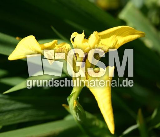 Schwertlilie-4.jpg